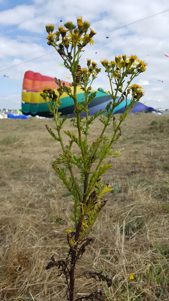 20180721_164017.jpg - IICSA